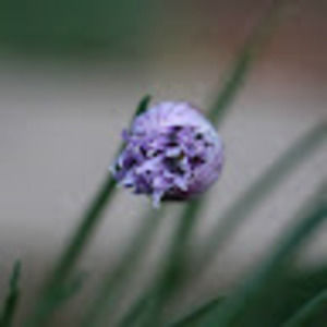 Meet your Posher, Anika